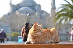 Cat behind of Sultanahmet royalty free stock images Cat behind of Sultanahmet royalty free stock images