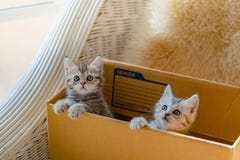 Cat in the box royalty free stock photography Cat in the box royalty free stock photography