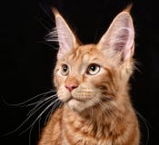 Cat. Breed - The Maine Coon Royalty Free Stock Images