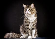 Cat. Breed - The Maine Coon Stock Photography