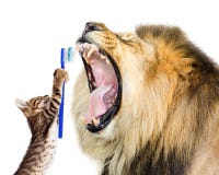 Cat Brushing Lion`s Teeth