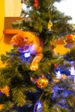 Cat on Christmas tree. Red cute kitten. New Year. stock photography Cat on Christmas tree. Red cute kitten. New Year. stock photography
