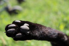 Cat, Cute cat, cat`s paw, Cat claws royalty free stock photos Cat, Cute cat, cat`s paw, Cat claws royalty free stock photos