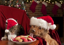 Cat and Dog devouring Santa's cookies and milk. Cat and Dog eating and drinking Santa's cookies and milk Cat and Dog devouring Santa's cookies and milk. Cat and Dog eating and drinking Santa's cookies and milk
