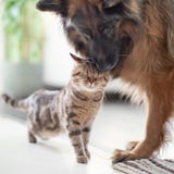 Cat and dog friends together indoors. Friendship between pets.