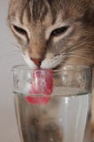 Cat Drinking Water Stock Image