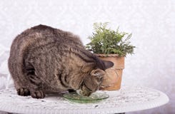 Cat eating from a green plate stock images Cat eating from a green plate stock images