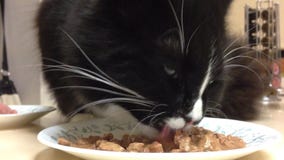 Cat eating meat