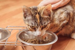 Cat eats, close-up royalty free stock images Cat eats, close-up royalty free stock images
