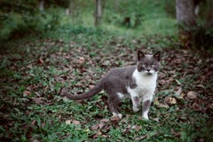 Cat in grass Stock Photos Cat in grass Stock Photos