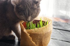 Cat Grass för katthälsa Älsklings- gräs royaltyfri bild Cat Grass för katthälsa Älsklings- gräs royaltyfri bild