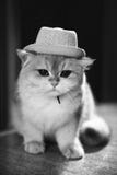 Cat Hat sveglia fotografia stock libera da diritti Cat Hat sveglia fotografia stock libera da diritti