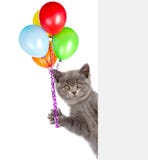 Cat holding balloons peeking from behind empty board. isolated on white background