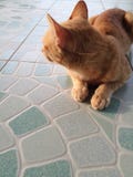Cat in home stock image Cat in home stock image