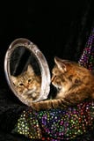Cat In A Mirror Stock Photography