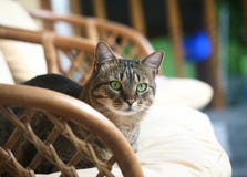 Cat In An Armchair. Stock Photos