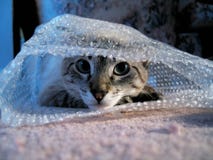 Cat In Bubble Wrap Royalty Free Stock Images Cat In Bubble Wrap Royalty Free Stock Images