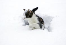 Cat In The Snow Stock Images