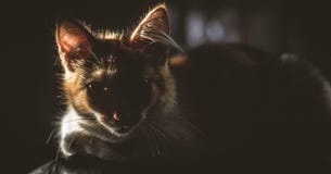 Cat with intense look in the sunlight. stock photos Cat with intense look in the sunlight. stock photos