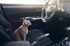 Cat Is Inside A Car. Cat Is Traveling In A Car. Beautiful Devon Stock Photography