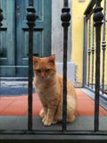 Cat in an italian town stock image Cat in an italian town stock image