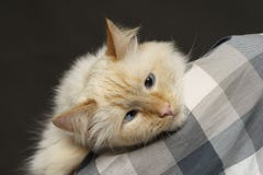 The cat lies on the shoulderbeige blue-eyed cat lies on the shoulder on the heeled shirt royalty free stock photos The cat lies on the shoulderbeige blue-eyed cat lies on the shoulder on the heeled shirt royalty free stock photos