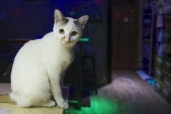 A cat in the tavern stock images A cat in the tavern stock images