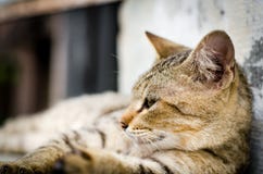 Cat Looking al lato, fronte marrone del gatto del primo piano sulla scala fotografia stock libera da diritti Cat Looking al lato, fronte marrone del gatto del primo piano sulla scala fotografia stock libera da diritti