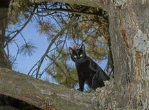 Cat Looking Down noire d'un pin photos libres de droits Cat Looking Down noire d'un pin photos libres de droits