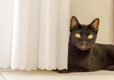 CAT LOOKING EYES YELOW stock image CAT LOOKING EYES YELOW stock image