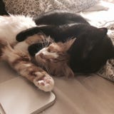Cat love royalty free stock photos Cat love royalty free stock photos