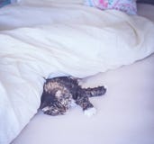 Cat is lying comfortably in bed royalty free stock photos Cat is lying comfortably in bed royalty free stock photos