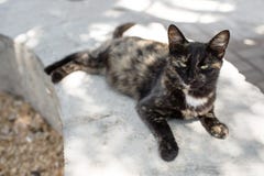 Cat lying on the street and looks royalty free stock images Cat lying on the street and looks royalty free stock images