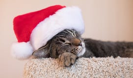 Cat Nap Time met Santa Hat stock fotografie Cat Nap Time met Santa Hat stock fotografie