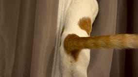Cat Nerviously Swishing Its Tail