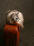 Cat On A Suitcase Stock Images