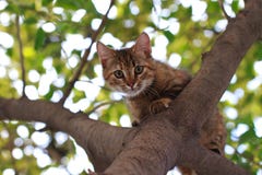 CAT ON TREE Stock Photography CAT ON TREE Stock Photography