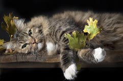 Cat On Wood Shelf With Fall Leaves Royalty Free Stock Photos Cat On Wood Shelf With Fall Leaves Royalty Free Stock Photos