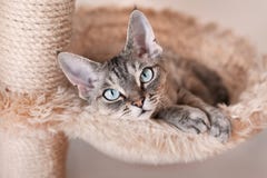 Cat Portrait Stock Images