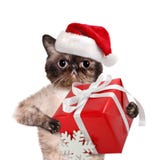Cat In Red Christmas Hats With Gift. Stock Image - Image of isolated ...