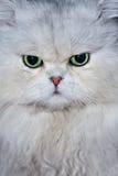 Cat S Face Stock Photo Cat S Face Stock Photo