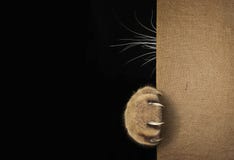 Cat`s paw and whiskers behind the sack royalty free stock images Cat`s paw and whiskers behind the sack royalty free stock images
