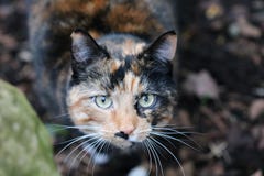Cat in Selective Focus Photography during Daytime Royalty Free Stock Image Cat in Selective Focus Photography during Daytime Royalty Free Stock Image
