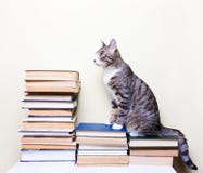 Cat sitting on the books Royalty Free Stock Image Cat sitting on the books Royalty Free Stock Image
