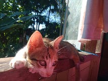 Cat sitting in the window - east borneo, berau