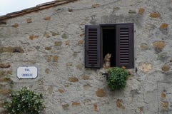 Cat sitting on a window ledge in Vinci stock photography Cat sitting on a window ledge in Vinci stock photography