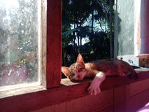 Cat sleeping in the window - east borneo, berau