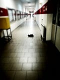 Cat standing in the corridor stock images Cat standing in the corridor stock images
