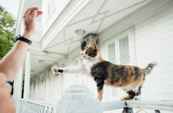 The cat stands on the fence and raises his paw on the man`s hand royalty free stock photography The cat stands on the fence and raises his paw on the man`s hand royalty free stock photography