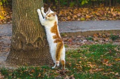 The cat stretches and sharpens its claws on a tree